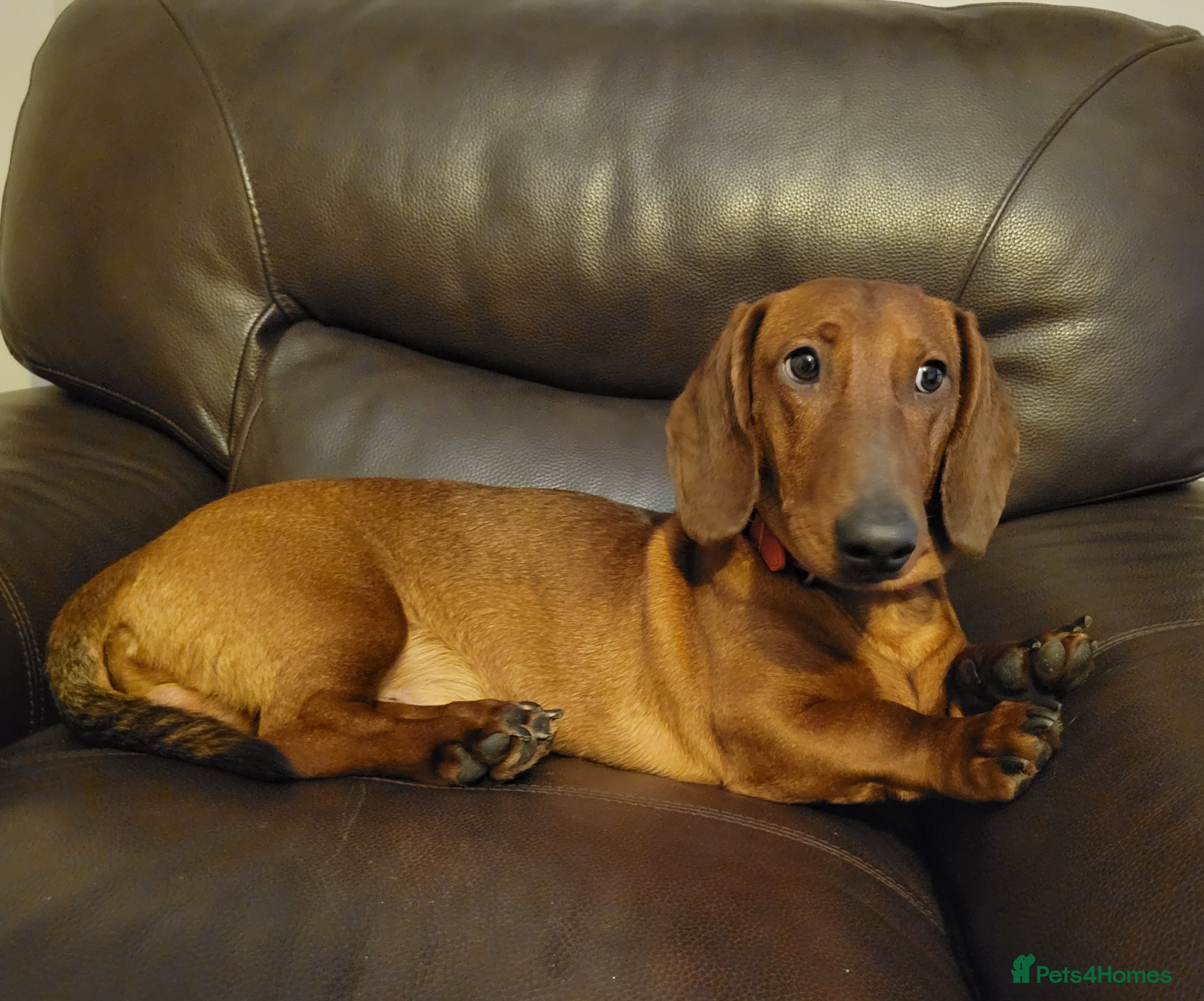 Dachshund dogs STANDARD DACHSHUND,CHAMPION LINES, KC,HOME NEEDED! - Advert 17