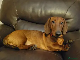 Dachshund dogs STANDARD DACHSHUND,CHAMPION LINES, KC,HOME NEEDED! - Advert 17