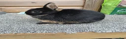 Netherland Dwarf rabbits for sale: Netherland Dwarf kits black otter, agouti vienna  - Advert 4