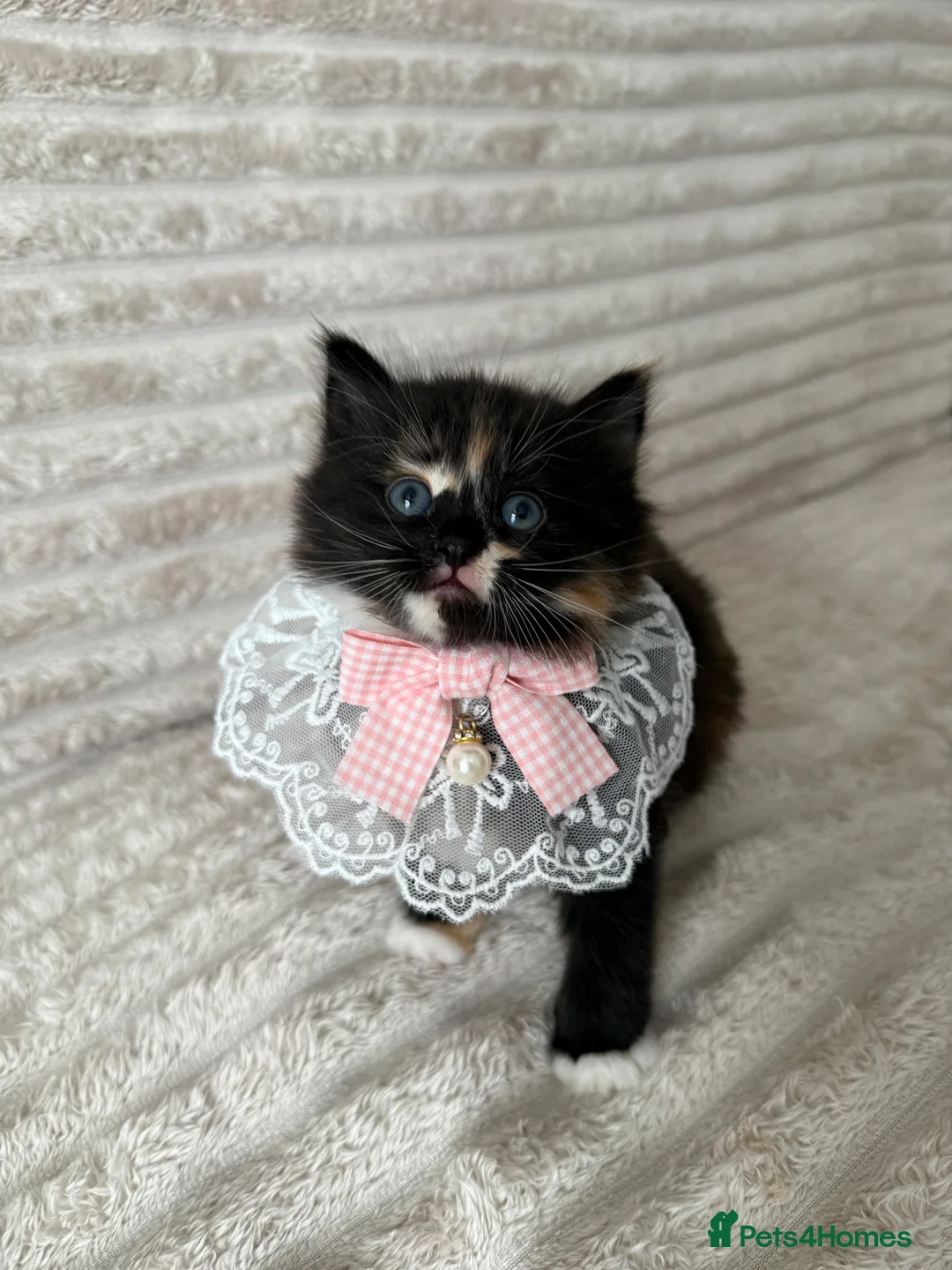 Mixed Breed cats for sale: Sweet kittens are looking for a new home. - Advert 21