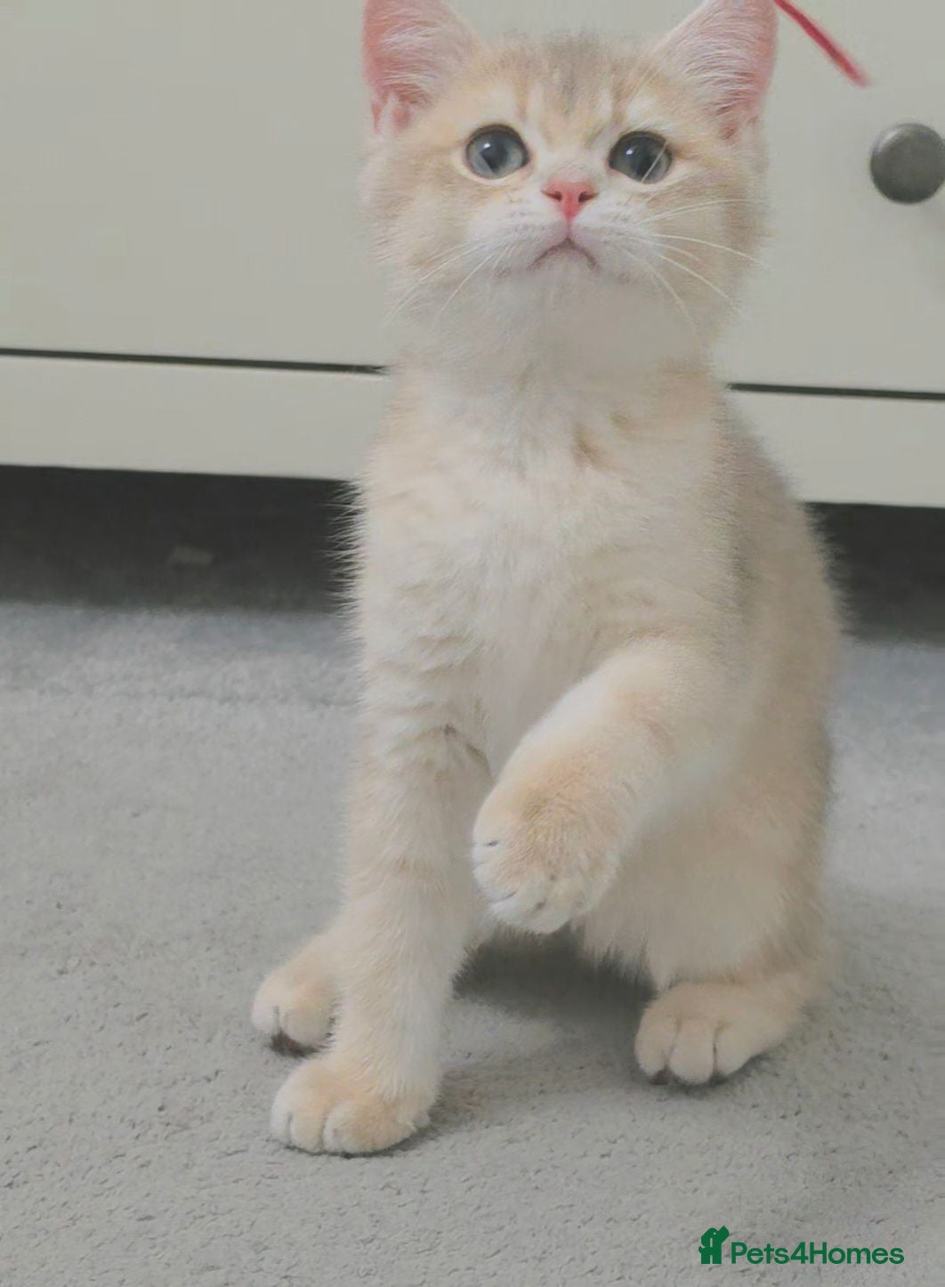British Shorthair cats GCCF Blue Golden BSH Kitten – Ready Now - Advert 2