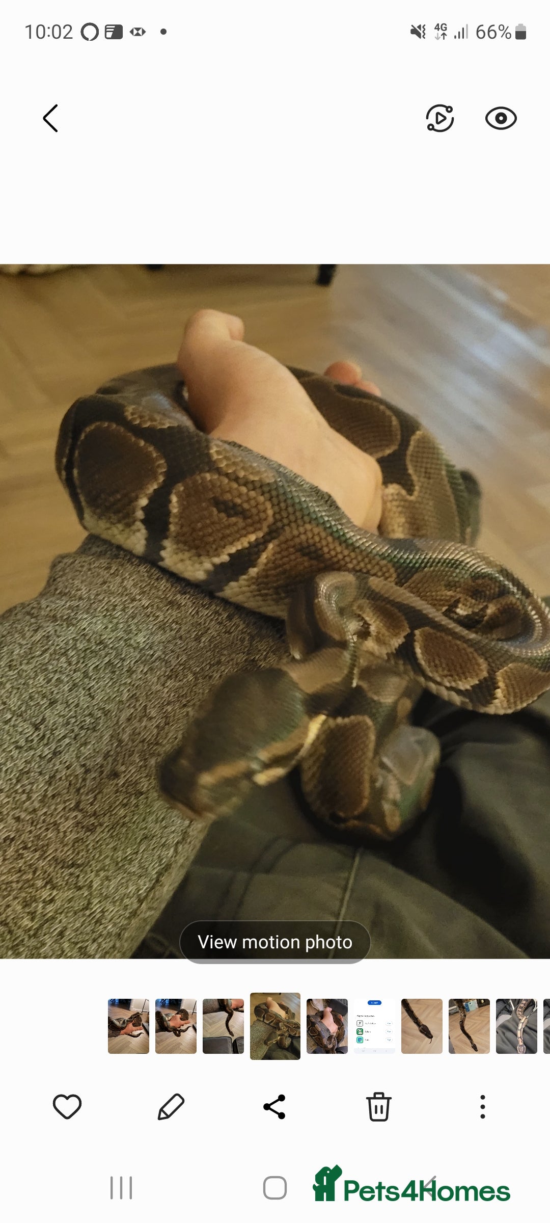 Python Snake reptiles Royal Python with full set up - Advert 2