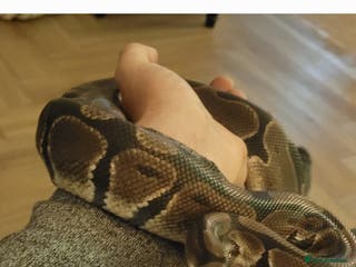 Python Snake reptiles Royal Python with full set up - Advert 2