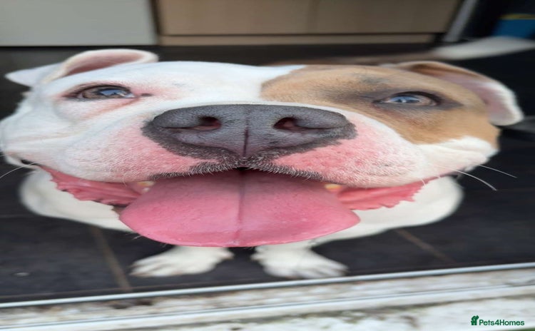 Mixed Breed dogs - Advert 2