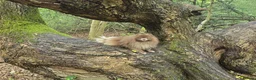 Pomeranian dogs for sale: Lilac RKC registered pomeranian male in Sevenoaks - Advert 4