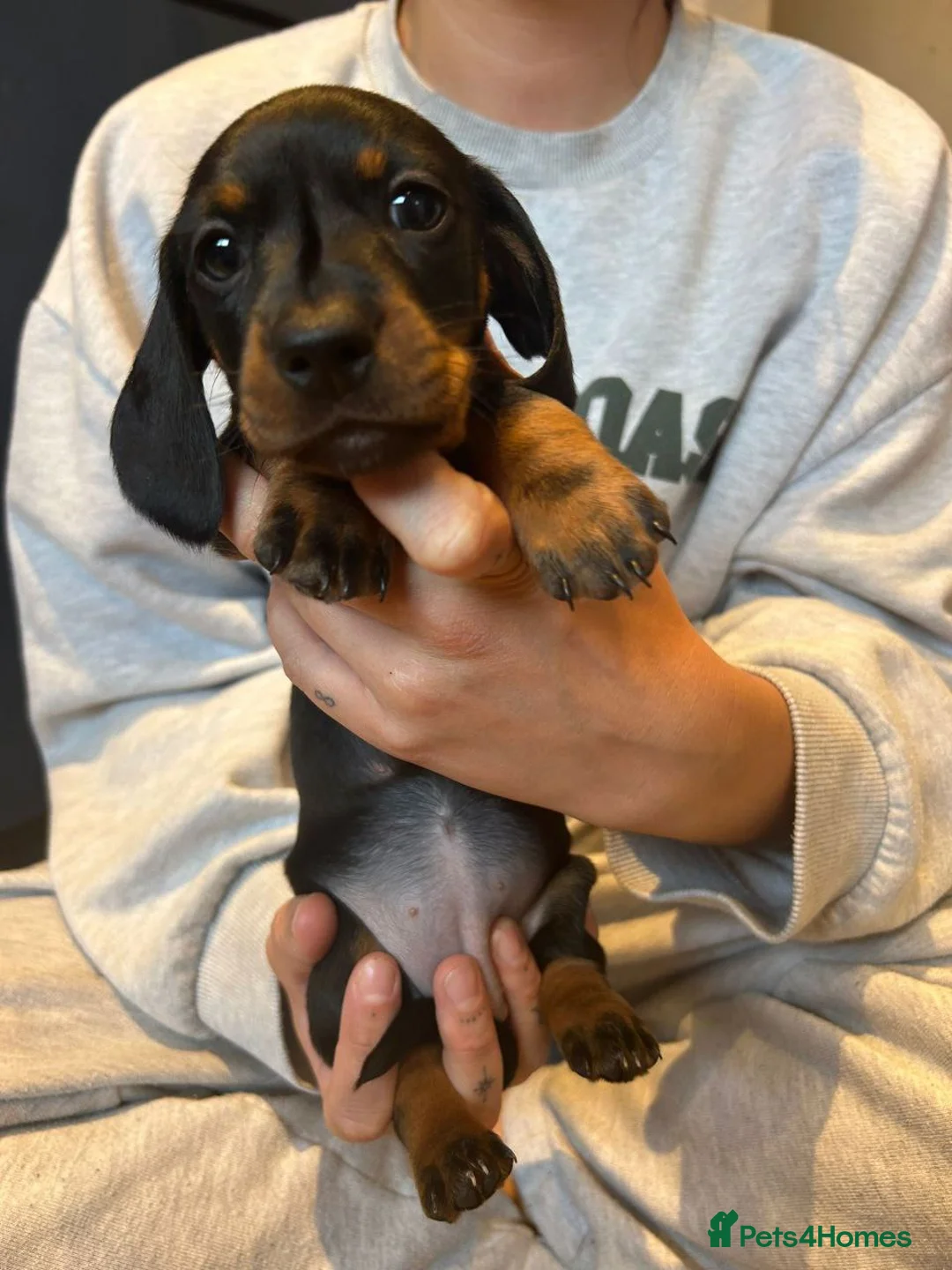 Dachshund dogs for sale: Beautiful Miniature Dachshund Puppies - Advert 21