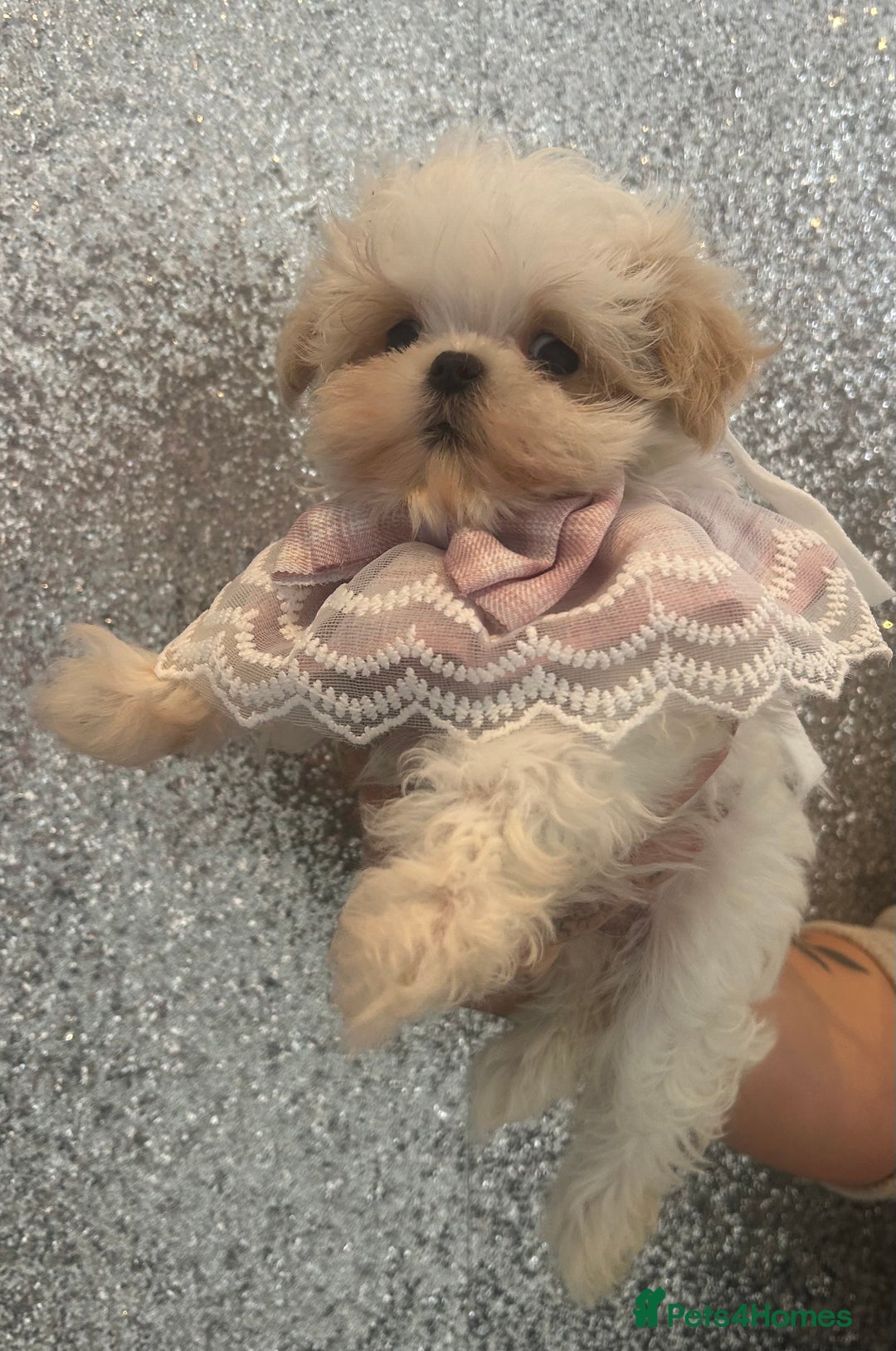 Maltipoo dogs for sale: Luxury Korean F1b maltipoos 😍🐶🐾 - Image 17