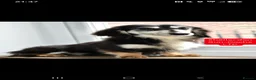 Miniature Dachshund dogs for sale: Miniature Longhaired Dachshunds  in West Bromwich - Advert 2