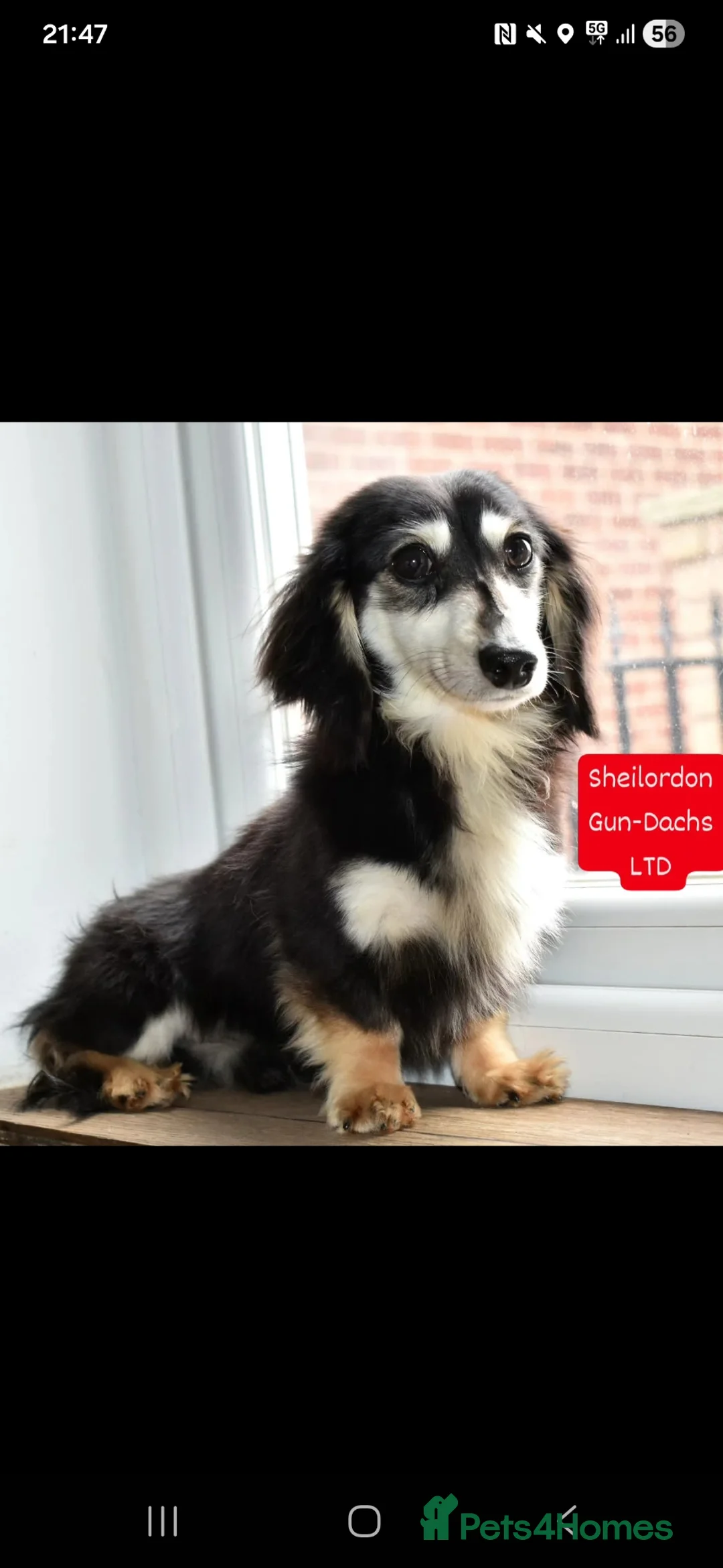 Miniature Dachshund dogs for sale: Miniature Longhaired Dachshunds  in West Bromwich - Advert 2