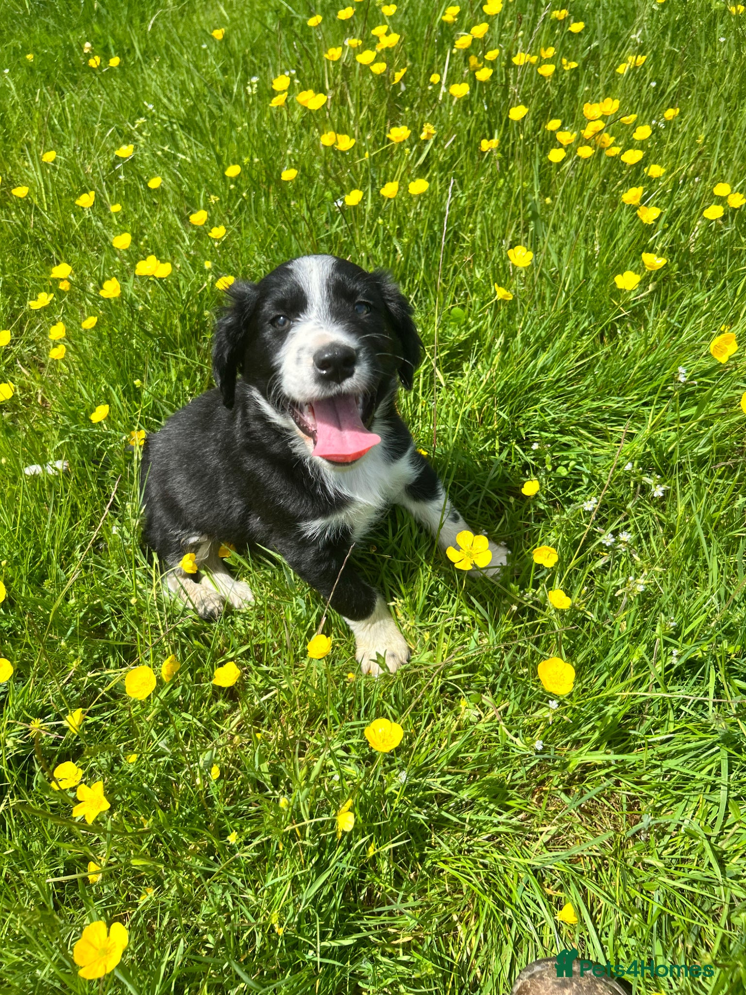 Mixed Breed dogs Spaniel x collie puppies  - Advert 1