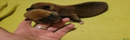 Japanese Shiba Inu dogs for sale: Beautiful Japanese Shiba Inu Puppies 🐾 - Advert 3