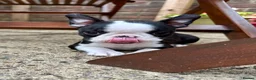 Boston Terrier dogs for sale: Exceptional puppies. Extensively tested parents.   - Advert 6