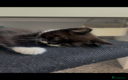 Mixed Breed cats for sale: 3 kittens left  - Image 4