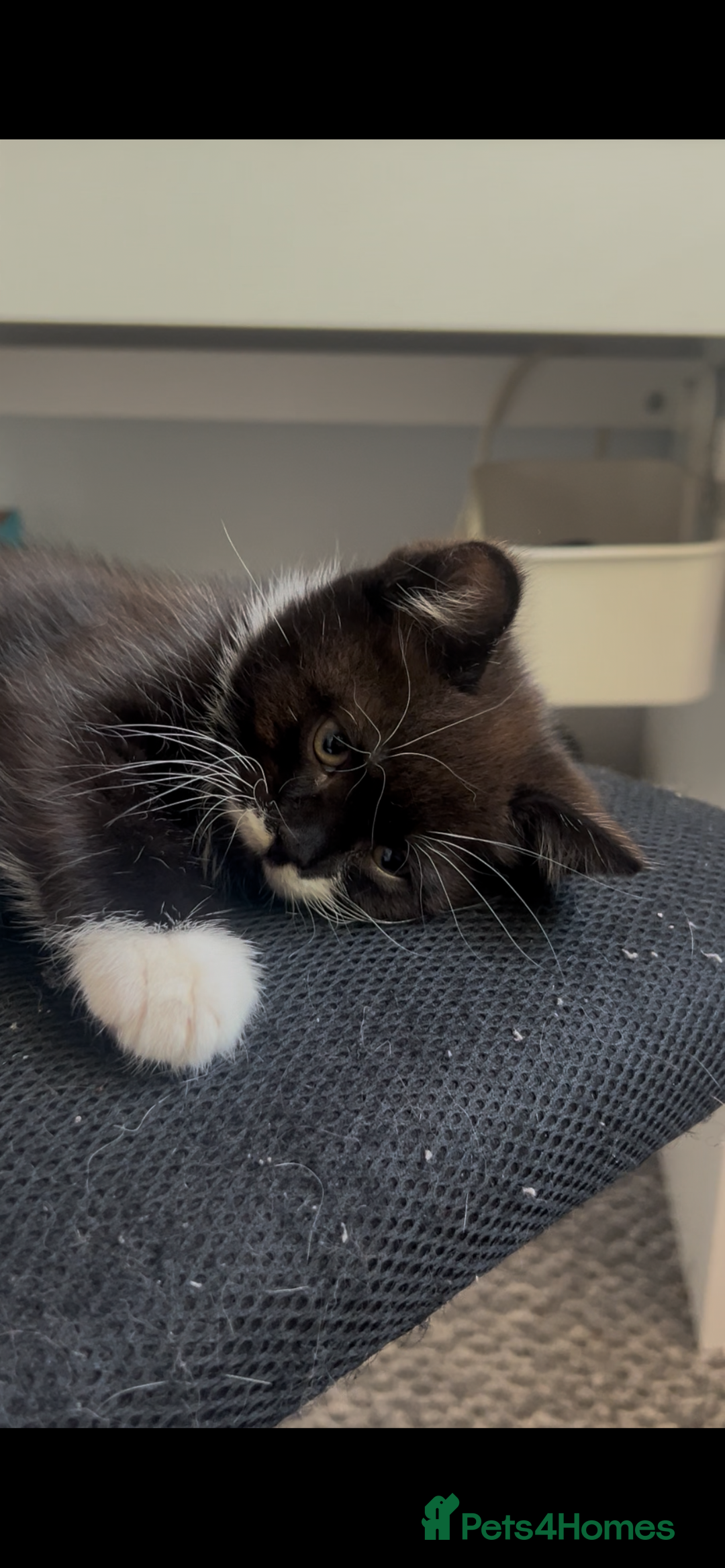 Mixed Breed cats for sale: 3 kittens left  - Image 4