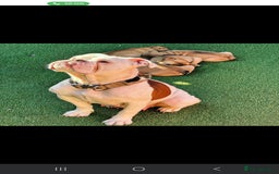 Mixed Breed dogs for sale: Beautiful Mini - Bull pups for sale  - Image 9
