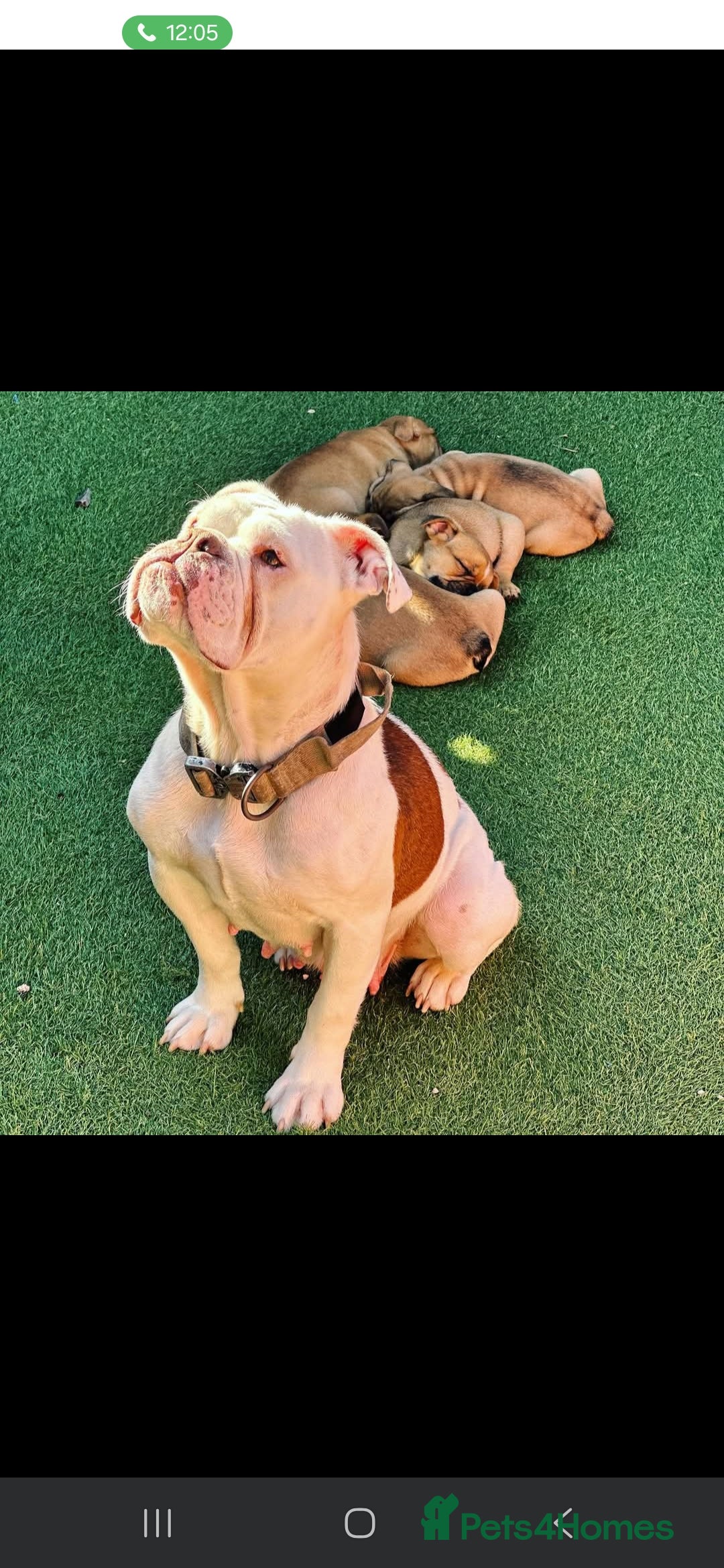 Mixed Breed dogs for sale: Beautiful Mini - Bull pups for sale  - Image 9