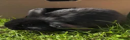 Dwarf Lop rabbits for sale: 3 mini dwarf lop bunnies in Hereford - Advert 3