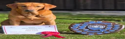 Labrador Retriever dogs for sale: Health Tested KC FoxRed Working Labrador Puppies  - Advert 18