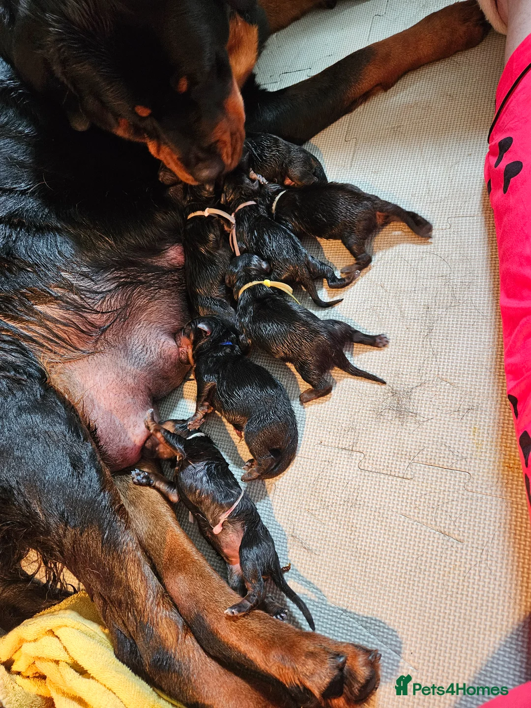 Rottweiler dogs for sale: 11 rottweiler puppies looking for forever homes - Advert 1