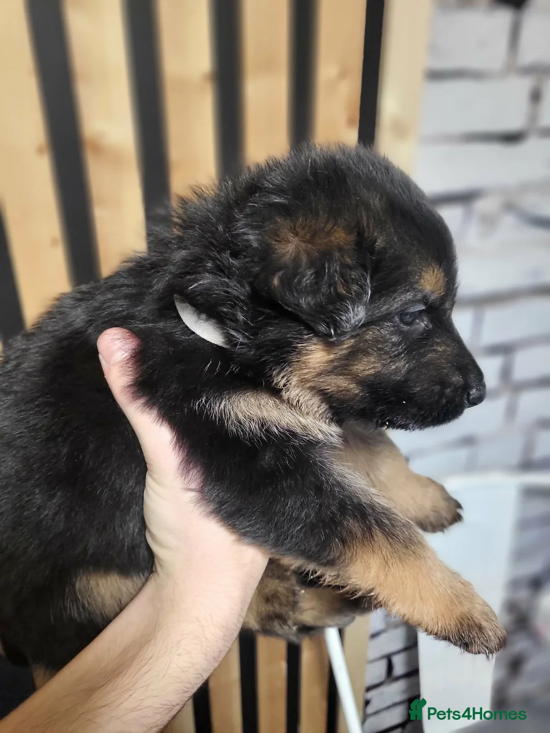 German Shepherd dogs for sale: German Shepherd/Alsatian puppies - Advert 38