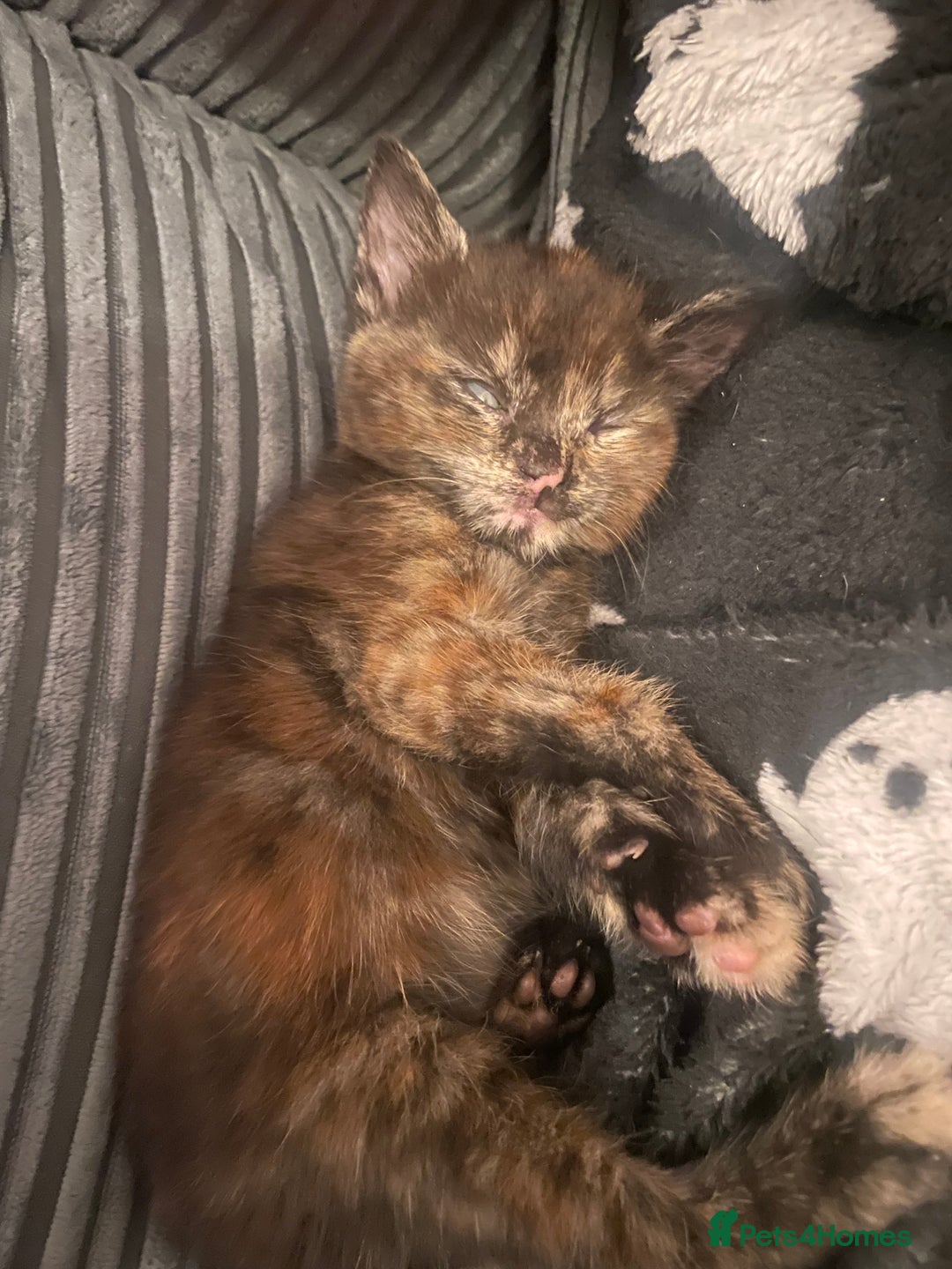 Mixed Breed cats for sale: 1 Gorgeous Tortoiseshell Left! - Image 6