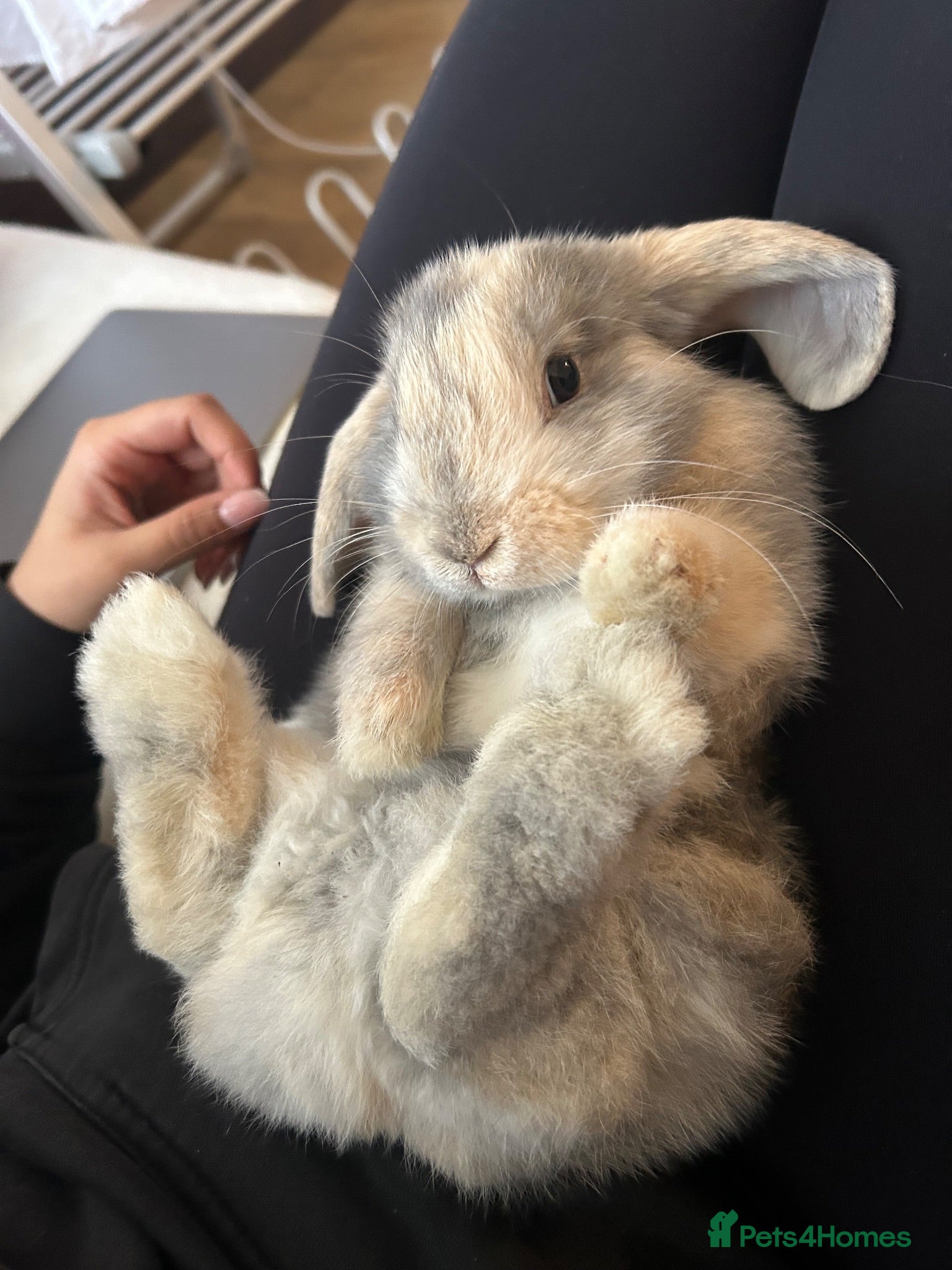 Mini Lop rabbits Arlo the Mini lop ear bunny  - Advert 12