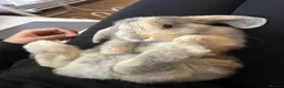 Mini Lop rabbits for sale: Arlo the Mini lop ear bunny  in Loughton - Advert 1