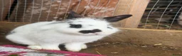 Mixed Breed rabbits for sale: Rabbits  - Advert 5
