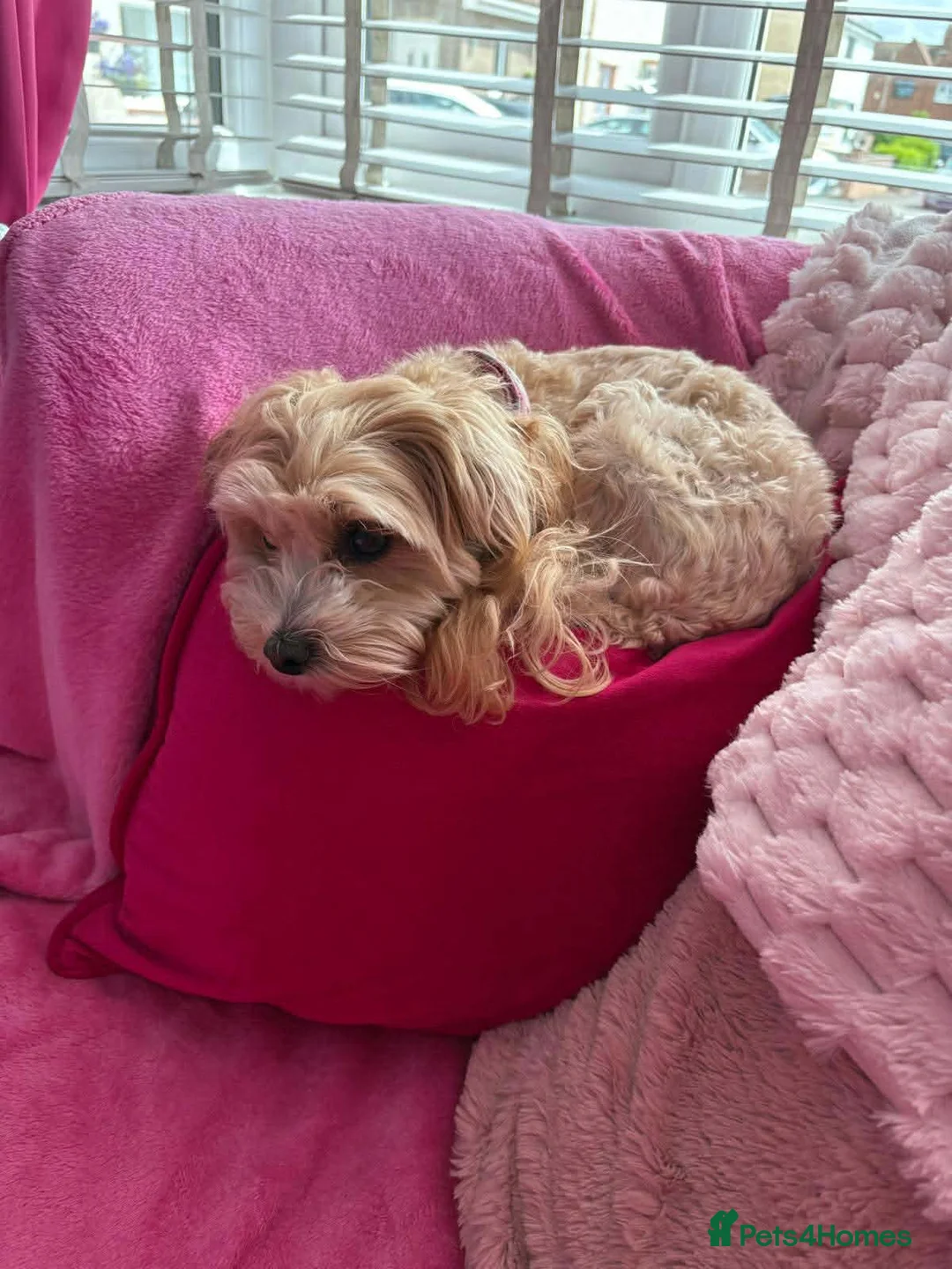 Maltipoo dogs for adoption: Molly Mae - In Ayr Looking for a Home - Advert 4