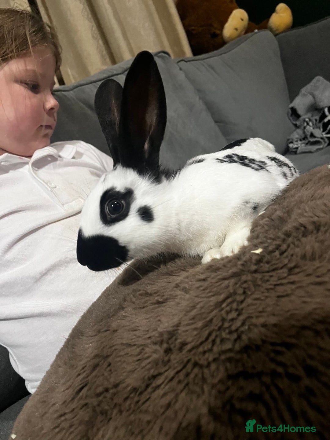 English rabbits for sale: 2 Male rescued rabbits  - Advert 2