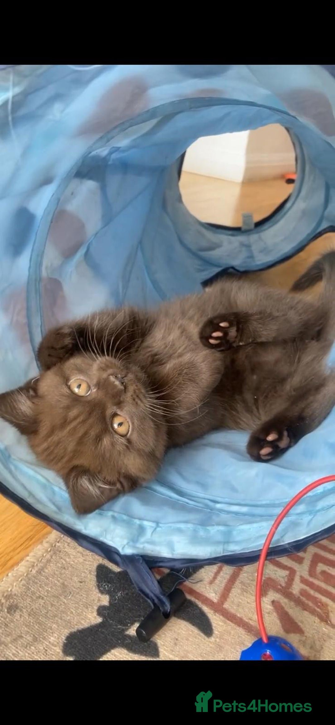 British Shorthair cats for sale: 🧸BOY FULL GCCF BSH KITTEN🧸 - Advert 4