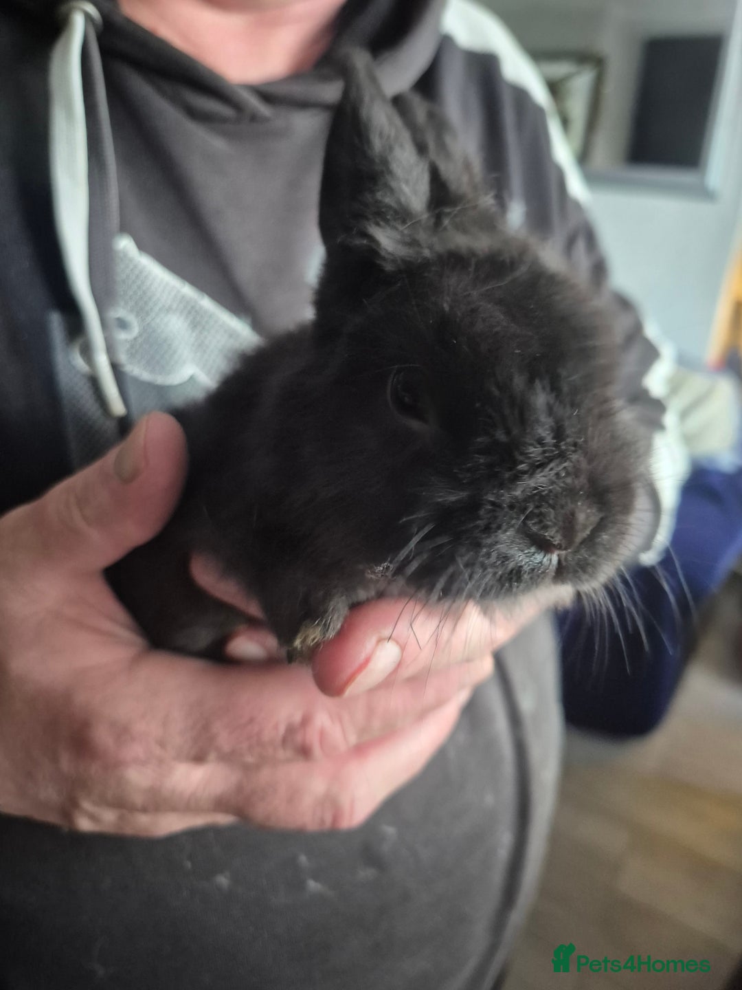 Mini Lion Lop rabbits for sale: Mini lop lion - Advert 5