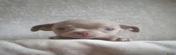 Chihuahua dogs for sale: 🐾Stunning appledome double coat lilac puppies 🐾 - Advert 10