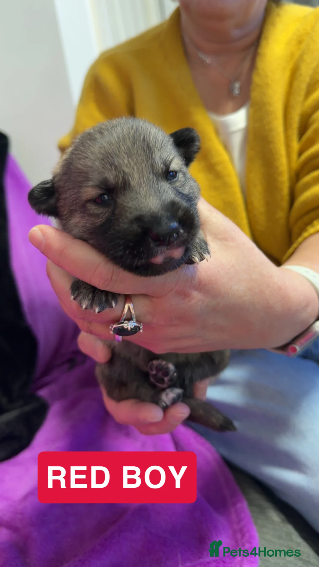 Shepsky dogs for sale: German Shepherd cross Husky Puppies - Advert 12