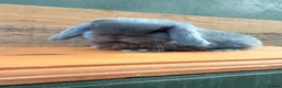 Mini Lop rabbits for sale: MINI LOP BUNNIES - PEDIGREE  - Advert 29