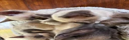 Tonkinese cats for sale: Superb Tonkdoll kittens - Advert 21