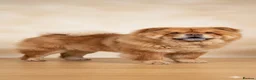 Chow Chow dogs for stud: Chow chow for stud - Advert 2