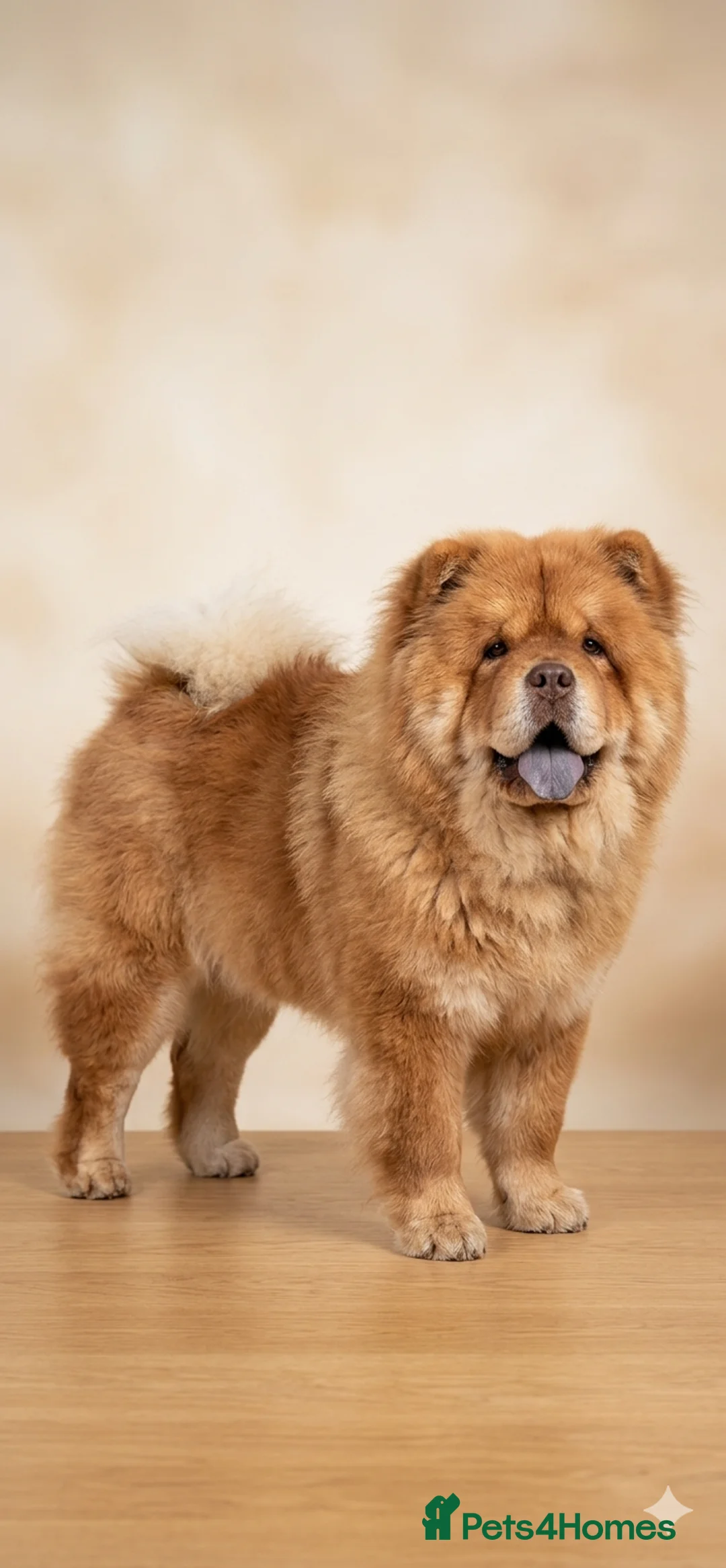 Chow Chow dogs for stud: Chow chow for stud - Advert 2