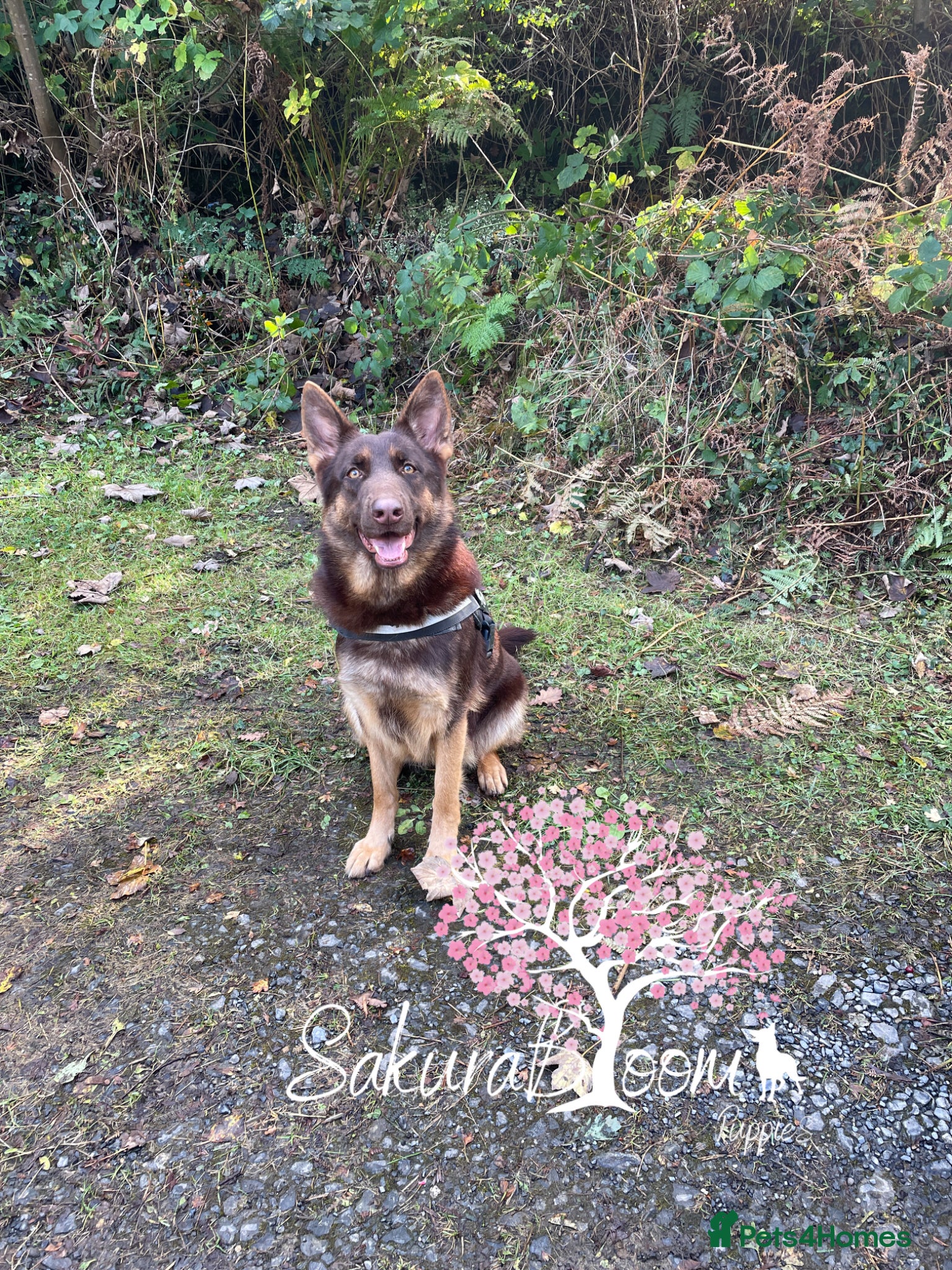 German Shepherd dogs Stunning liver and cream German shepherd boy  - Advert 2
