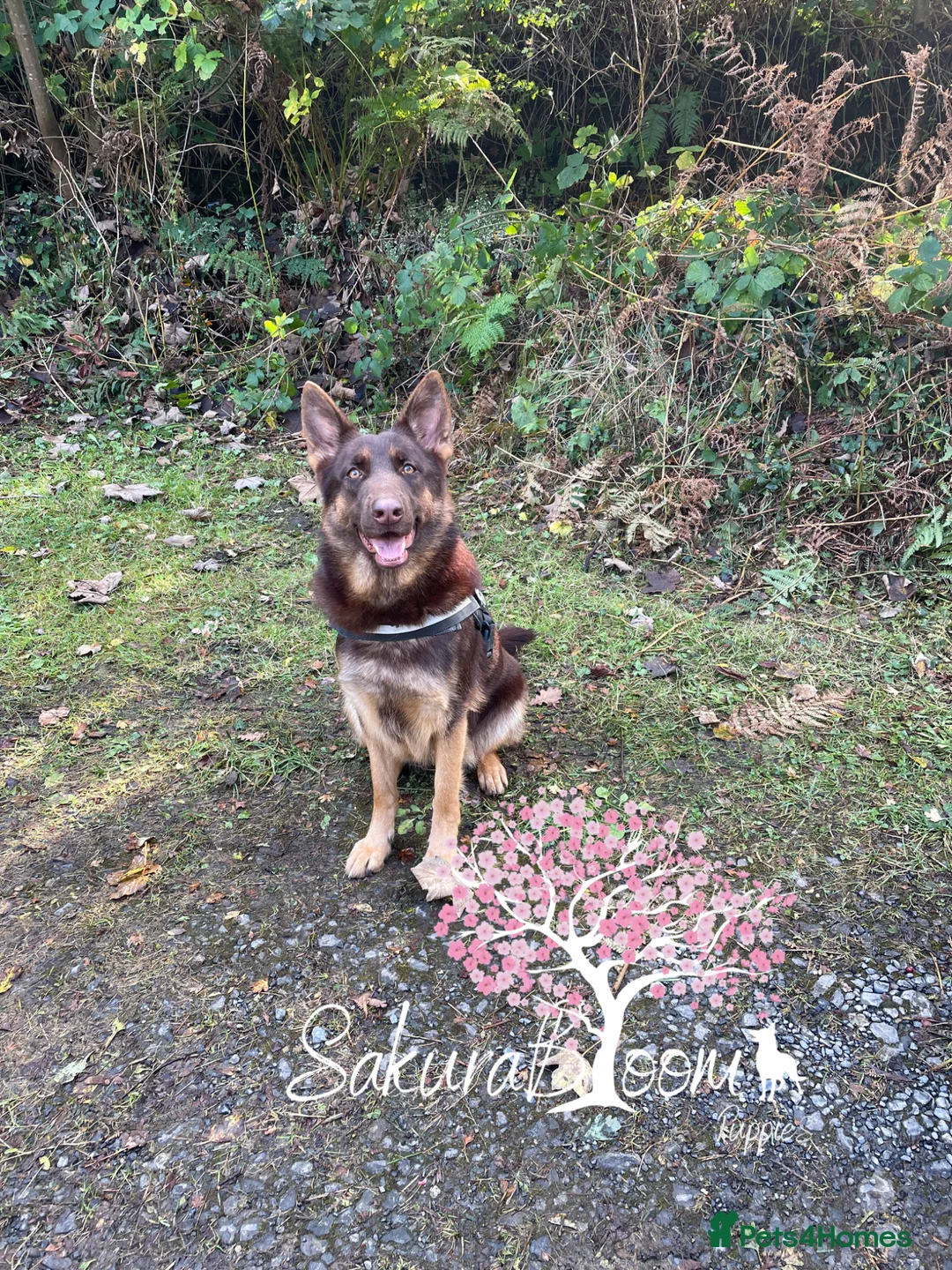 German Shepherd dogs for sale: Stunning liver and cream German shepherd boy  in Ammanford - Advert 2