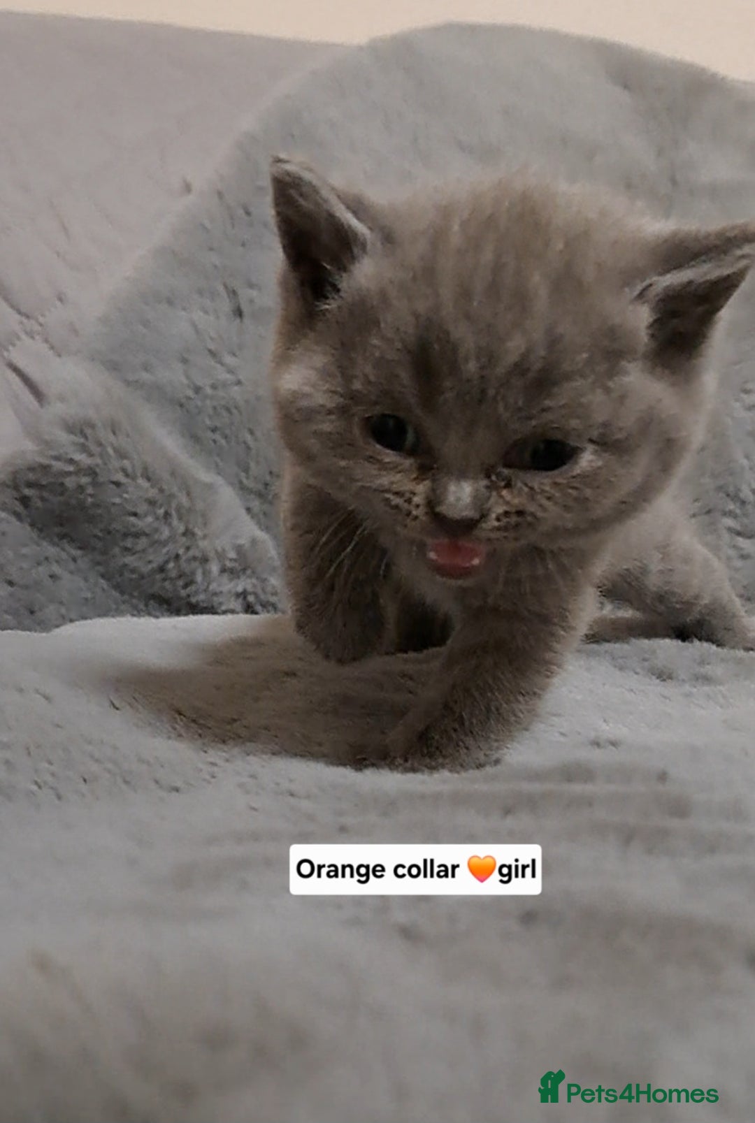 British Shorthair cats for sale: BRITISH SHORTHAIR BLUE and LILAC are AVAILABLE  - Advert 13