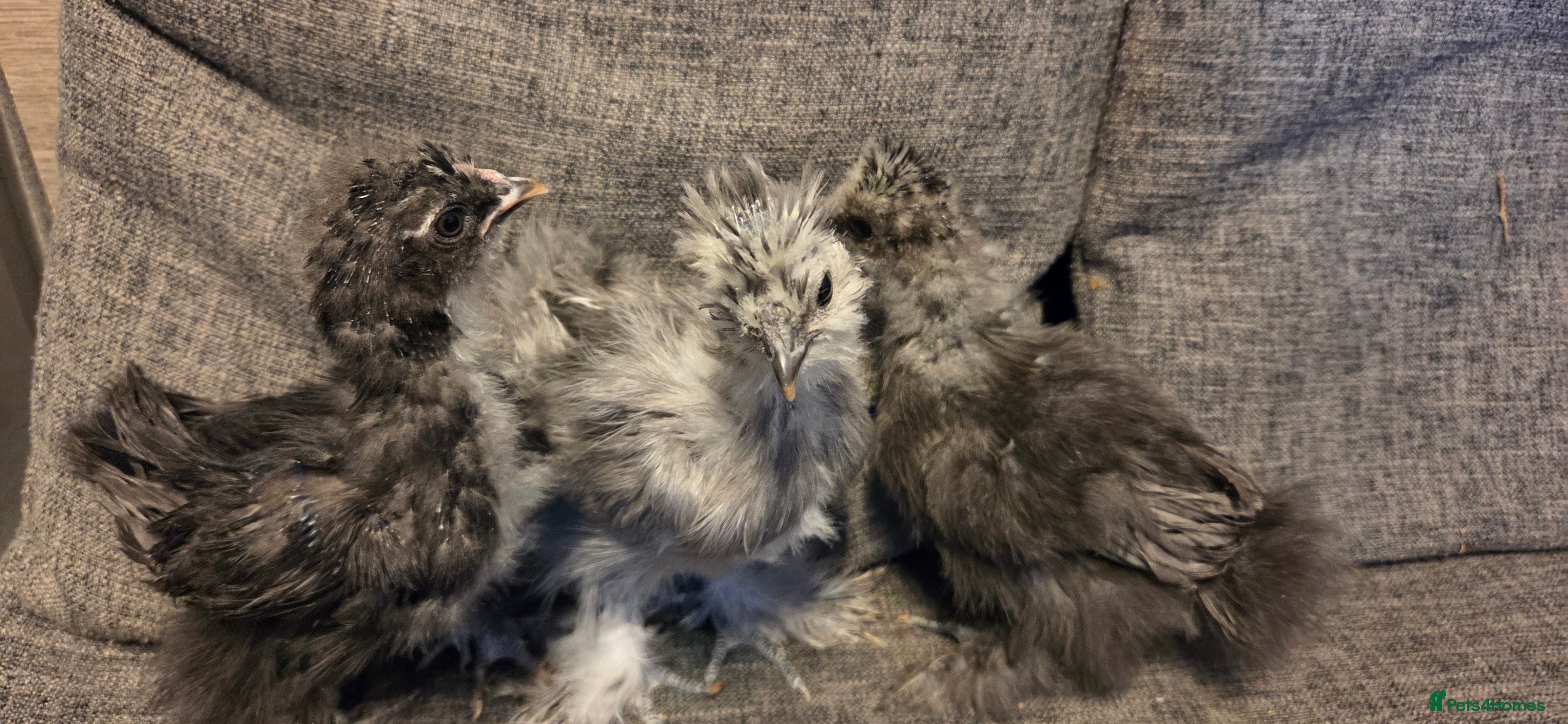 Chickens poultry  NEW 2026 USA  silkie/ silkies chick's  - Advert 16