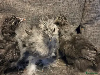 Chickens poultry NEW 2026 USA silkie/ silkies chick's - Advert 5
