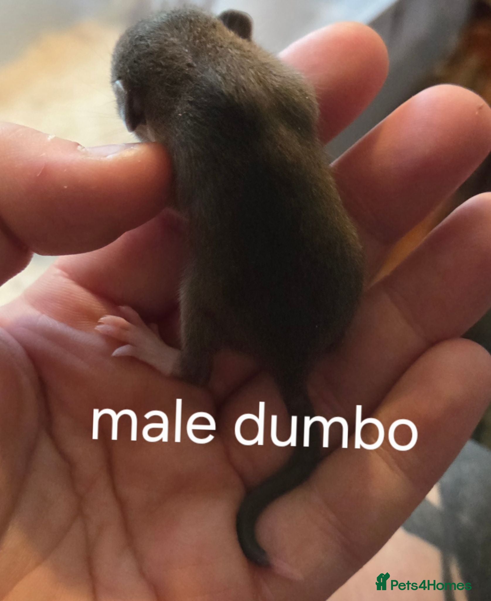 Rat rodents Dumbos and fancy rats ready now.  - Advert 2