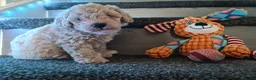 Mixed Breed dogs for sale: Absolutely stunning F1 poodle pups - Advert 4