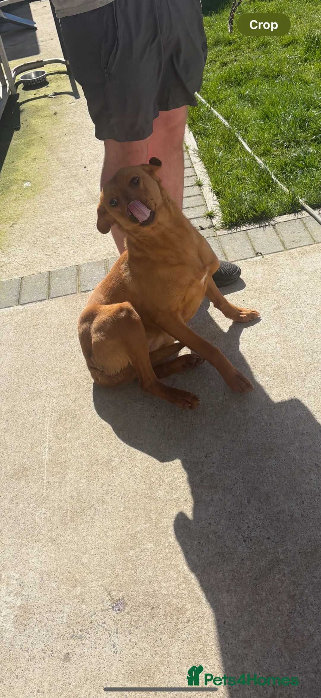 Labrador Retriever dogs for sale: Fox red lab - Advert 4