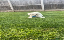 Bichon Frise dogs for sale: gorgeous bichon frise - Image 1