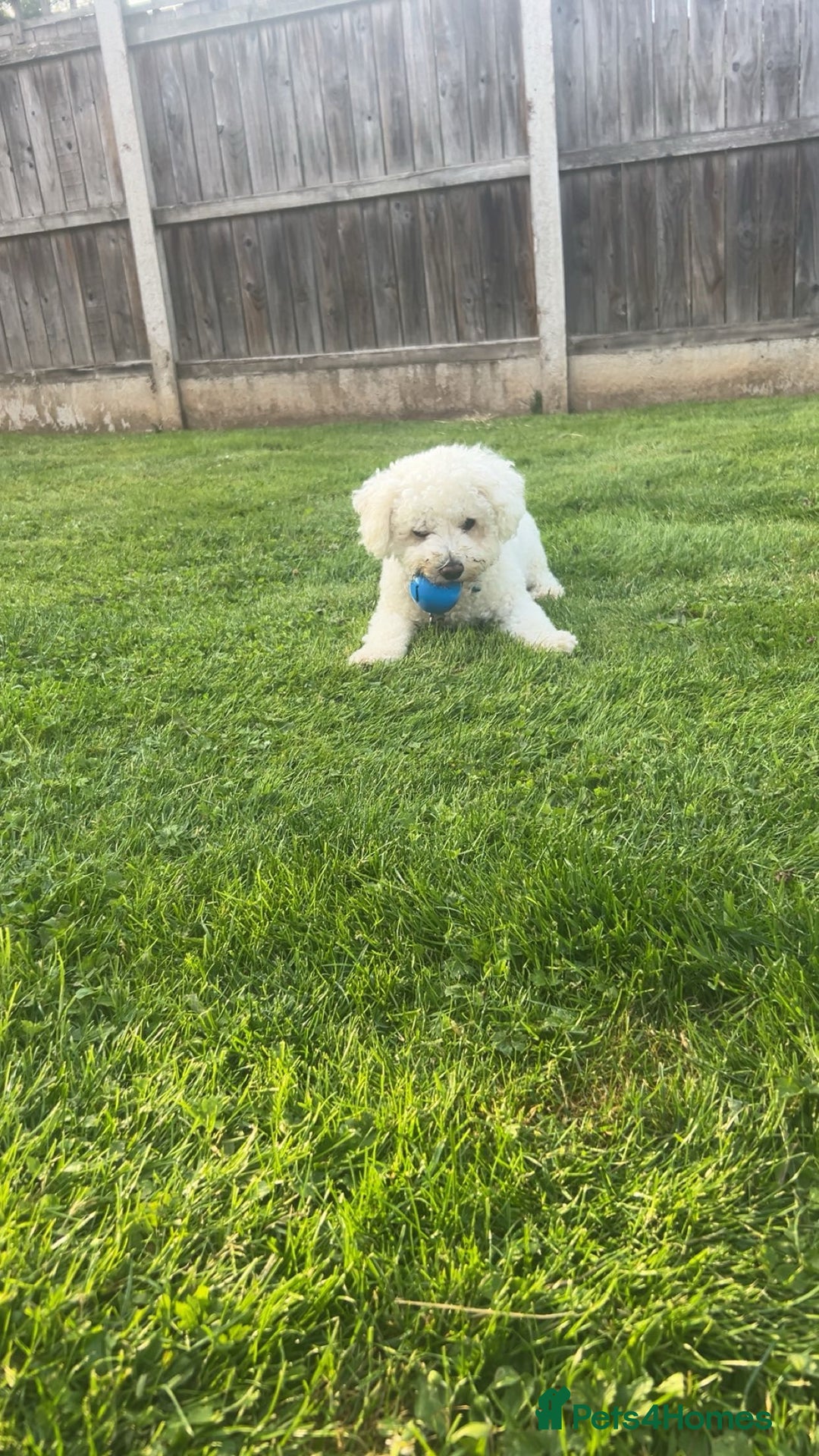 Bichon Frise dogs for sale: gorgeous bichon frise - Image 1