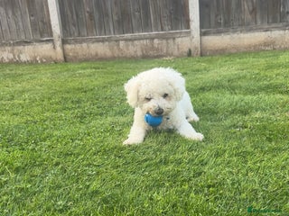 Bichon Frise dogs - Advert 16