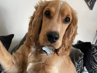 Cocker Spaniel dogs Stud Show cocker spaniel - Advert 7